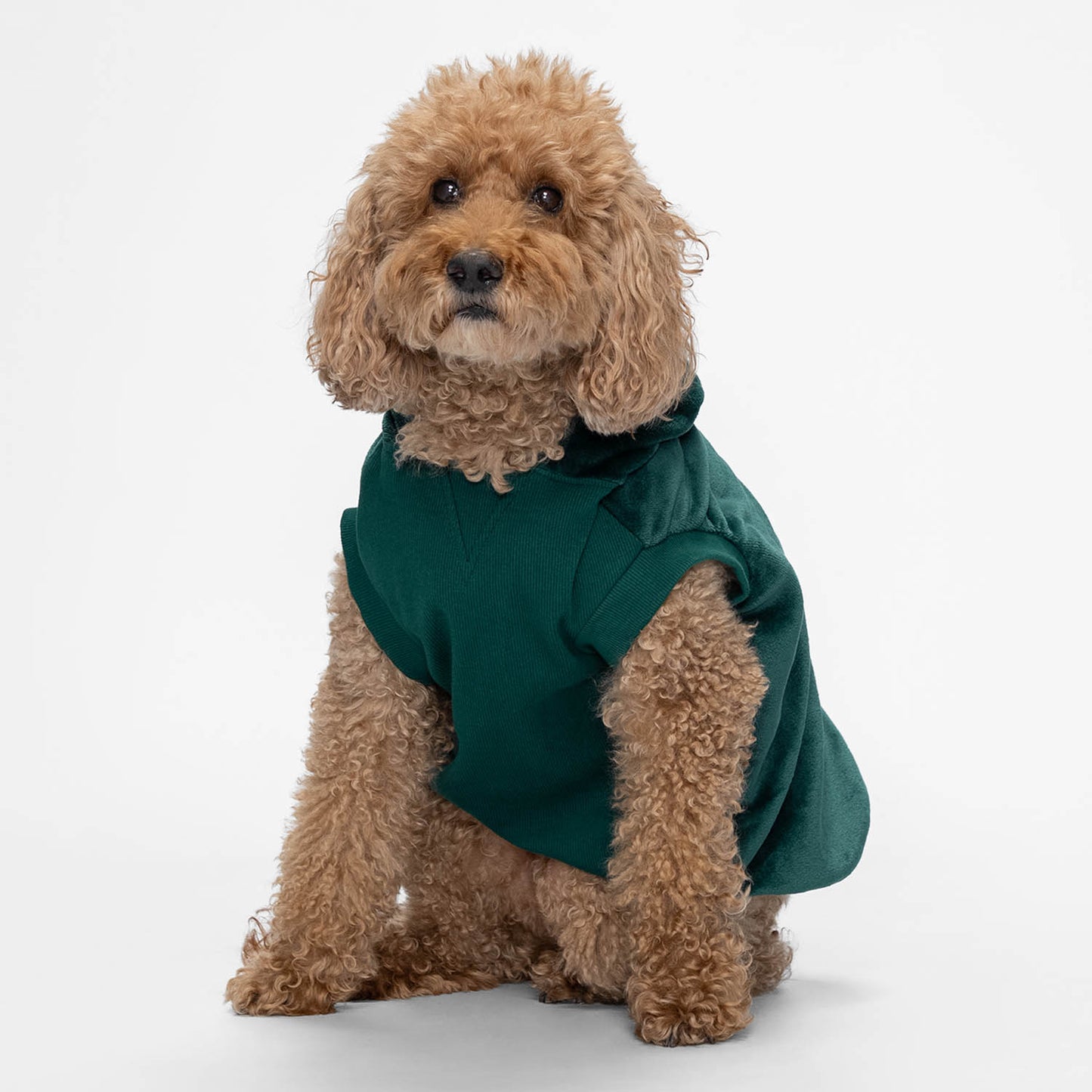 size: Kali - size XL, weight 13kg, age 10