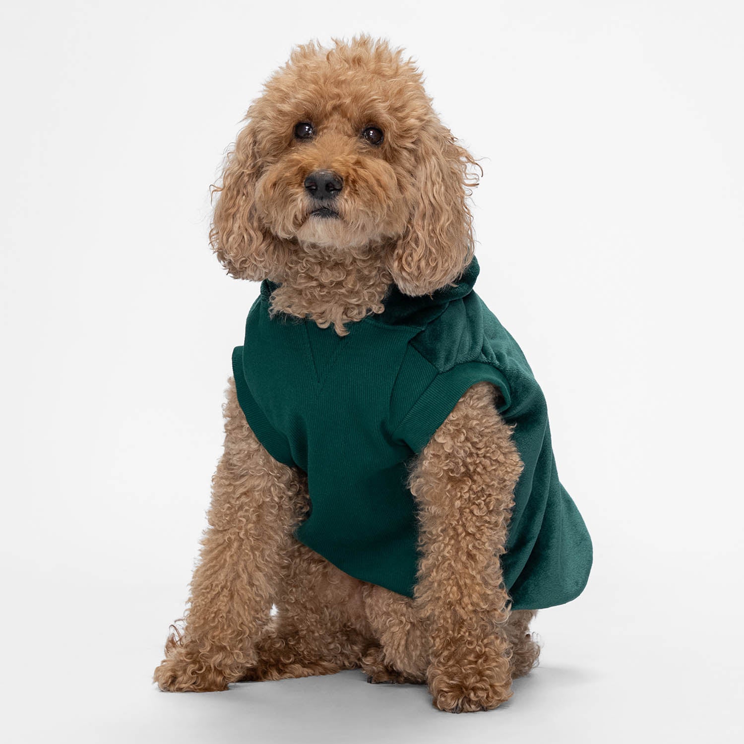 size: Kali - size XL, weight 13kg, age 10